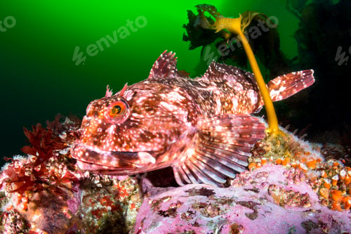 Preview: Cabezon Fish