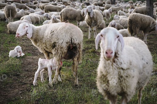 Preview: Little lamb drinking milk from the mother surrounded by the herd in a meadow