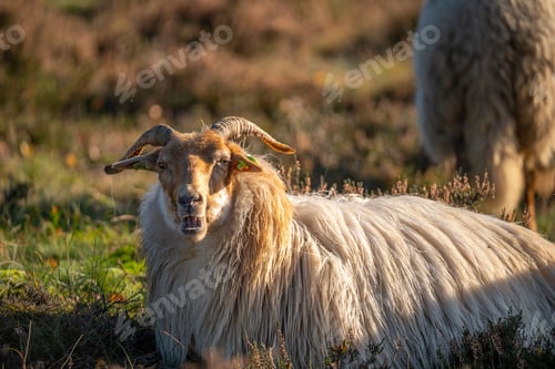 Preview: Sheep with Large Horns in Sunlit Meadow