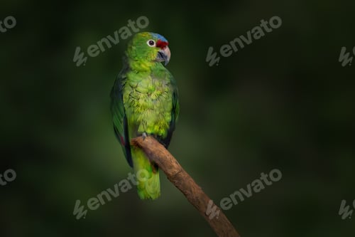Preview: Red Lored Amazon parrot (Amazona autumnalis)