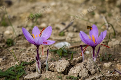 Preview: Saffron flowers on ground, crocus sativus purple blooming plant field, harvest collection