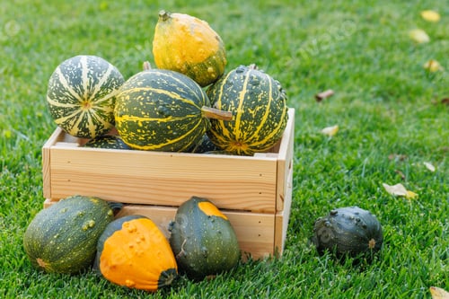 Preview: Various pumpkins in a wooden box on sunny green grass, autumn harvest scene