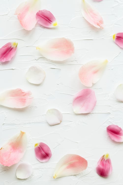 Preview: Scattered Pink and White Flower Petals on White