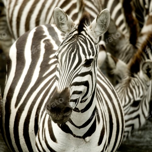 Preview: Herd of zebra at Masai mara Kenya