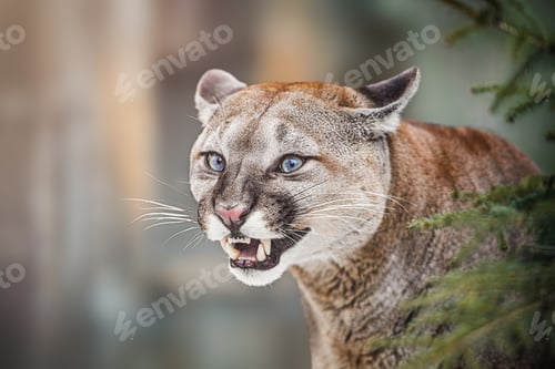 Preview: The cougar or mountain lion (Puma concolor) portret. Angry emotions