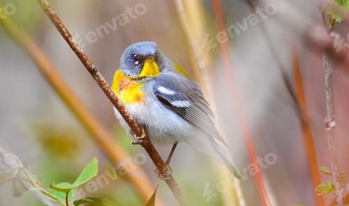 Preview: Northern parula