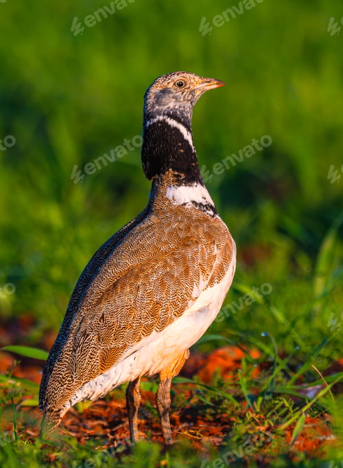 Preview: Little Bustard, Spain