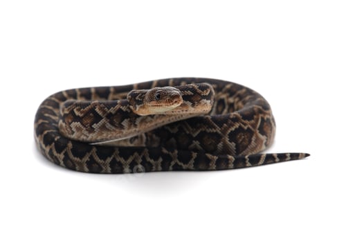 Preview: Cuban tree boa isolated on white background