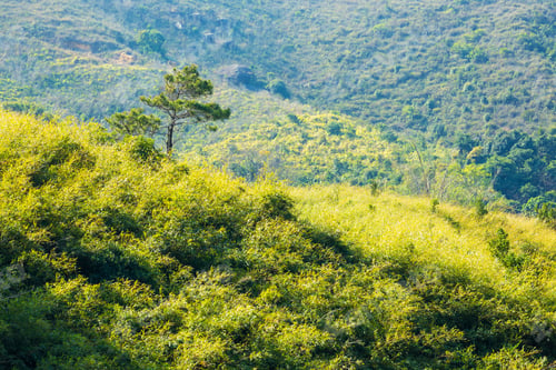 Preview: Pine tree on mountain