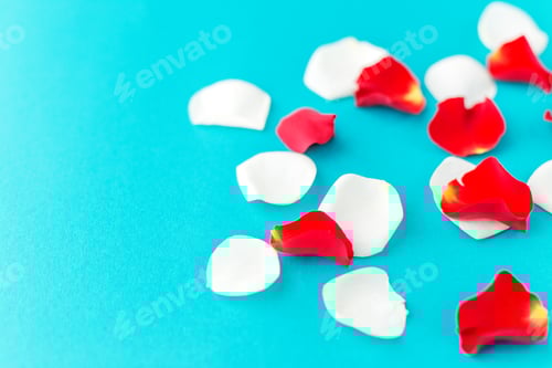 Preview: Red and White Rose Petals on Blue Surface