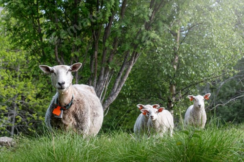Preview: Photo of sheep and lamb in their pasture