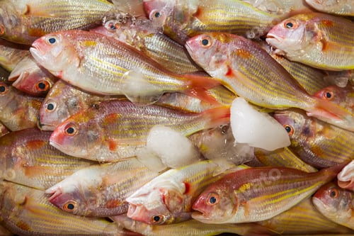 Preview: Seafood on ice at the fish market