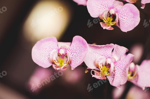 Preview: Orchid. Beautiful orchid