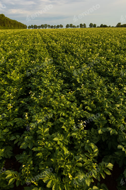 Preview: Vertical of potato plants in a green field, farmland