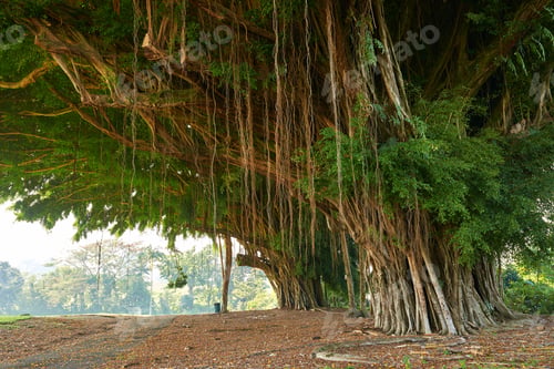 Preview: Photos of Oahu jungle - Hawaii. Images from Oahu - The state of Hawaii.