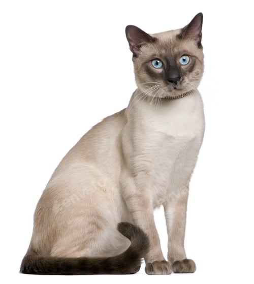 Preview: Siamese cat, 8 months old, sitting in front of white background