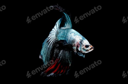 Preview: Colorful with main color of metal green and white betta fish, Siamese fighting fish