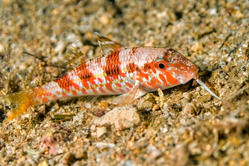 Preview: Striped mullet, Cabo Cope-Puntas del Calnegre Natural Park, Spain