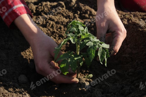 Preview: Young Tomato Plant Being Planted in Soil