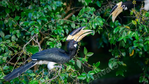 Preview: Malabar pied hornbill pair looking at each other while enjoying wild fruits on the tree.