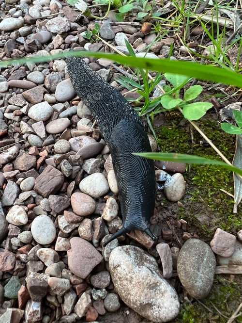 Preview: Black slug crawling on fine gravel
