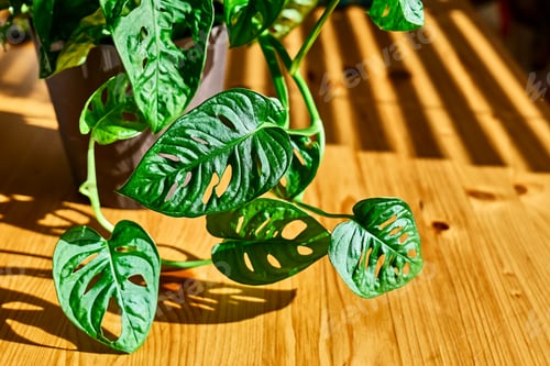 Preview: Monstera Monkey Mask, Obliqua or Adansonii in flower pot on wooden table near the window.