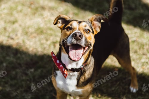 Preview: Happy open mouth dog with tongue showing smiling at the camera