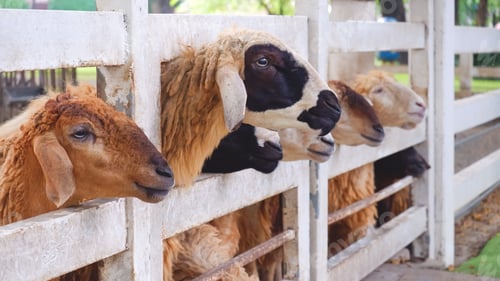 Preview: Cute animal portrait. Group of Sheep sticking their necks out of white steel pen in livestock farm