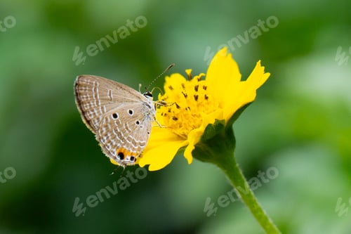 Preview: A butterfly with brown wings sits delicately on a yellow flower.