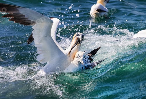 Preview: Northern gannets are trying to fish a mackerel in North, UK. Close up photo
