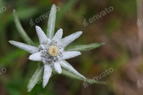Preview: edelweiss