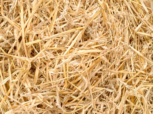 Preview: yellow gold straws form a disordered surface for monotonous background