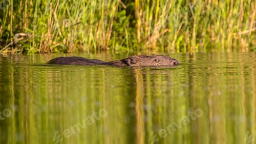 Preview: Swimming beaver in water with reflections