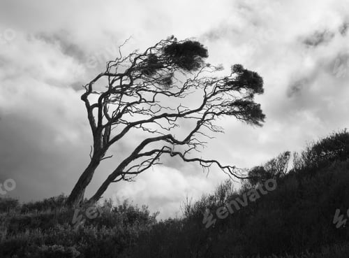 Preview: Grayscale of a weathered tree in the field