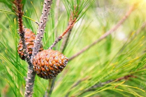 Preview: Cones on pine branch in the forest