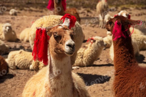 Preview: Group of alpacas on Pampa Canahuas in Peru