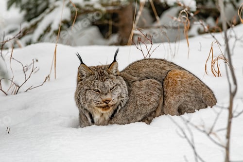 Preview: Sleepy Canada Lynx Lynx canadensis in winter snow
