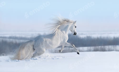 Preview: White horse with long mane galloping across winter meadow.