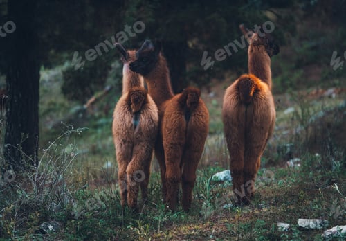 Preview: wild lama in the mountains in the south of argentina