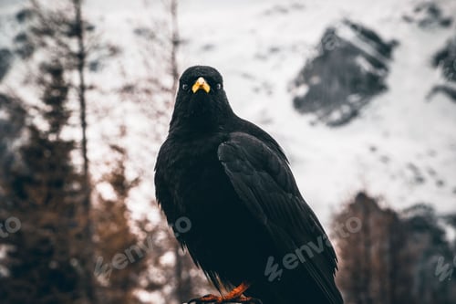 Preview: Portrait of Alpine chough or yellow-billed chough (Pyrrhocorax graculus)