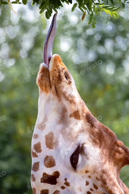 Preview: Giraffe eating green leaves