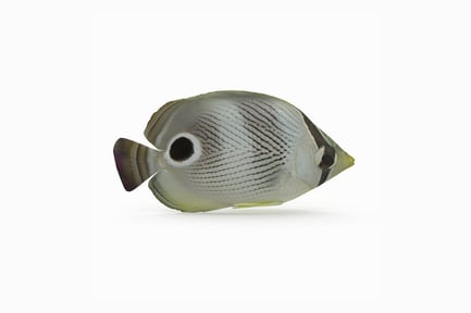 Visualização: Peixe-borboleta de quatro olhos - habitante de recifes marinhos