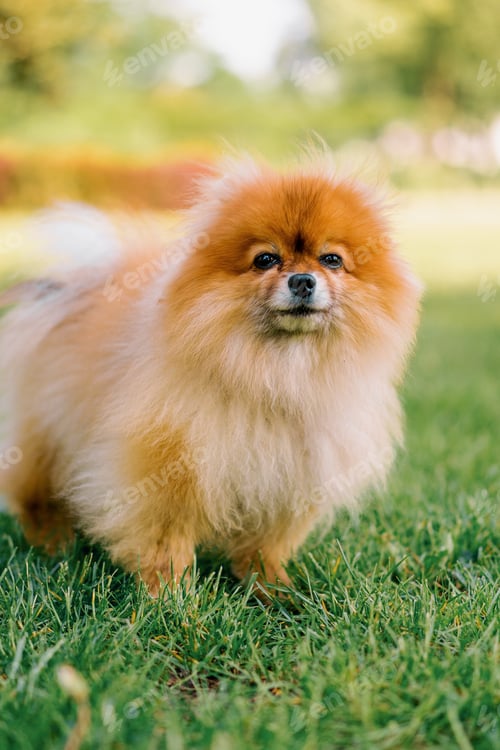 Preview: portrait of a small red-haired cute fluffy pomeranian spitz dog walking in the park
