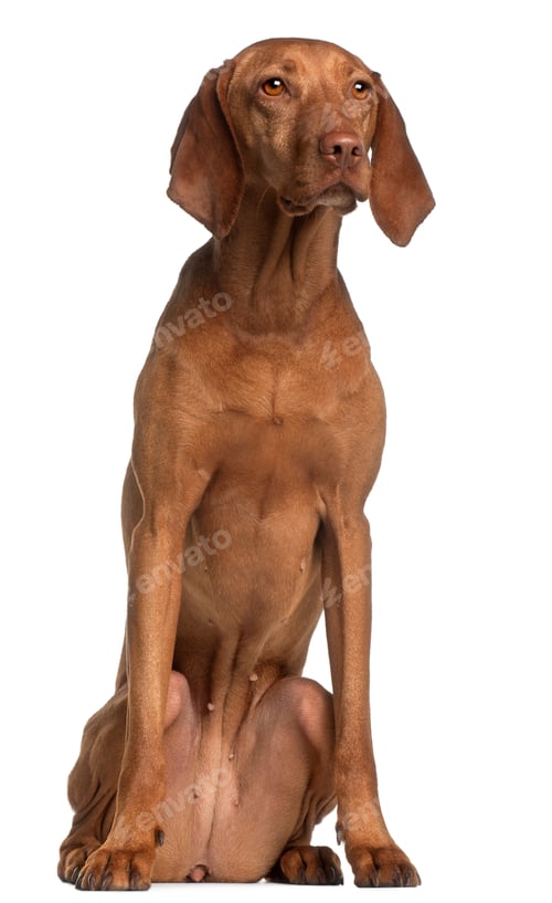 Preview: Vizsla, 2 years old, sitting in front of white background
