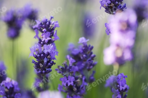 Preview: Beautiful blooming lavender flowers growing in field, closeup