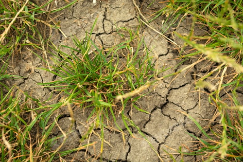 Preview: Green grass growing on dry cracked earth