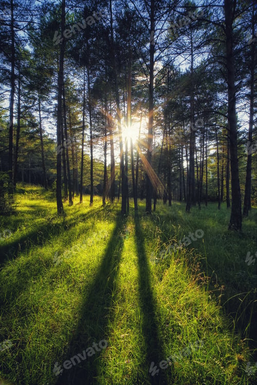 Preview: Vertical shot of tall trees covered in green leaves in a forest