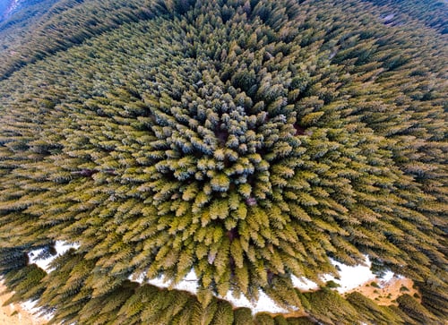 Preview: Aerial view of dense green pine forest with canopies of spruce trees in autumn mountains