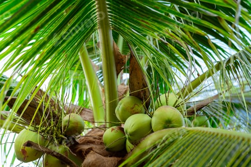 Preview: Bunch of coconut on coconut tree. Tropical fruit. Palm tree with green leaves and fruit. Coconut