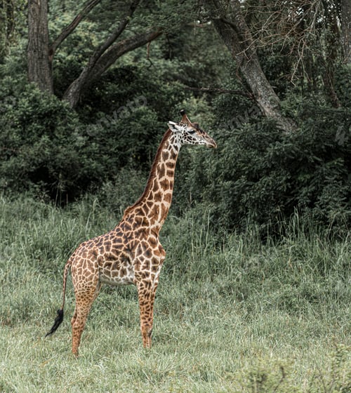 Preview: Giraffe standing tall in green safari savanna
